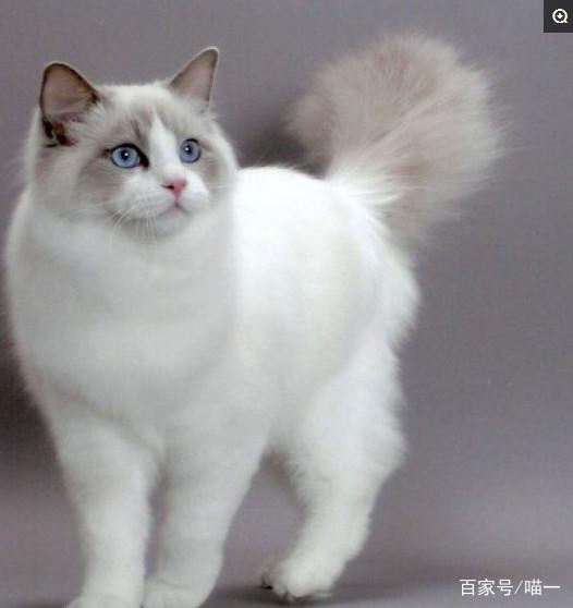 狗狗一直抖站不稳——揭秘背后的原因与对策