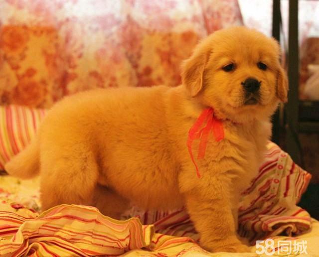 狗狗肺炎病因揭秘:守护毛孩子们的呼吸健康